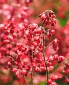 fleurs cloches de corail
