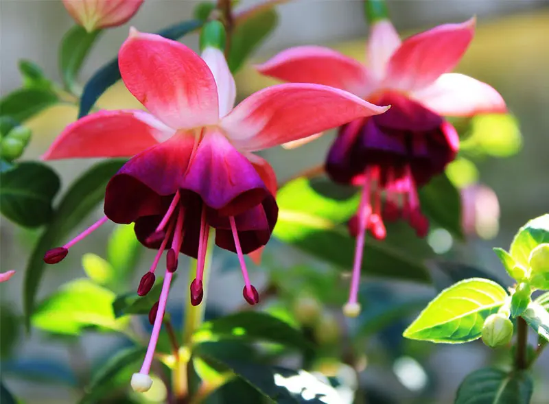 fuchsias fleurs clochettes fuchsias fleurs clochettes