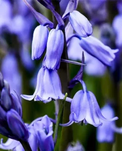 jacinthes des bois fleurs cloches