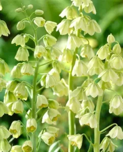 lys persan fleur cloche