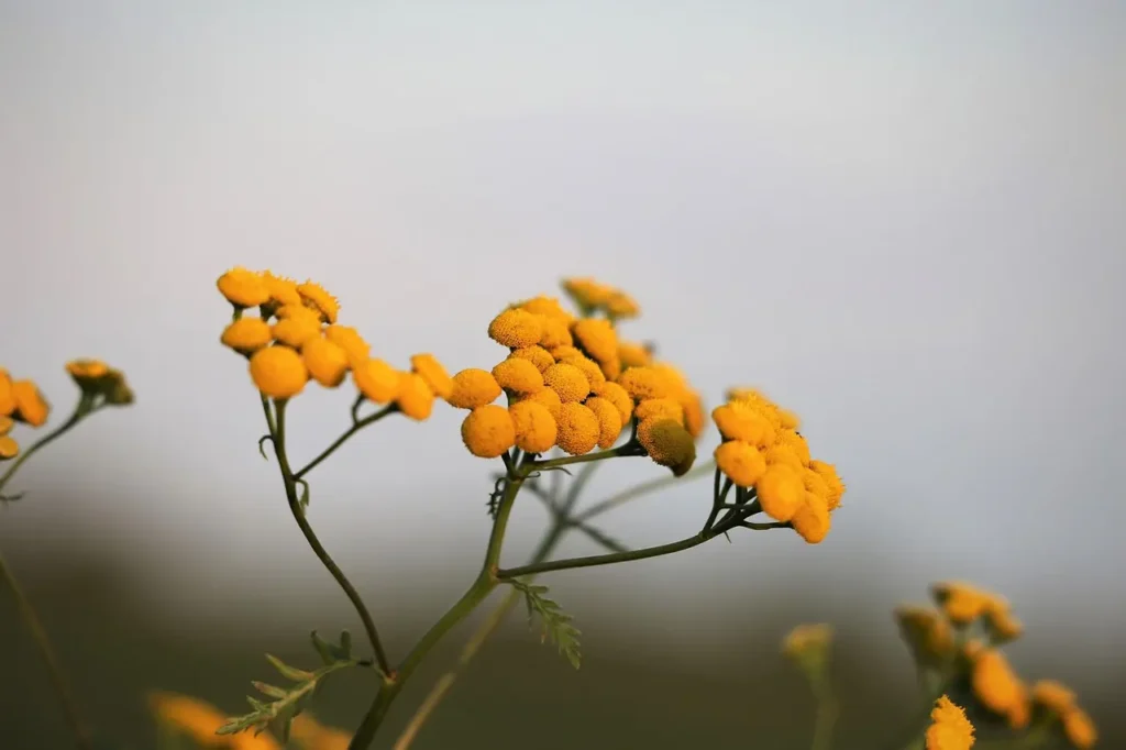 la fleur immortelle la fleur immortelle