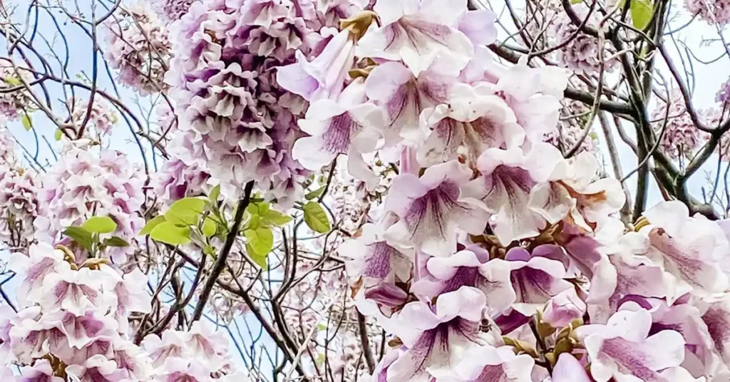 le paulownia arbre en fleur le paulownia arbre en fleur