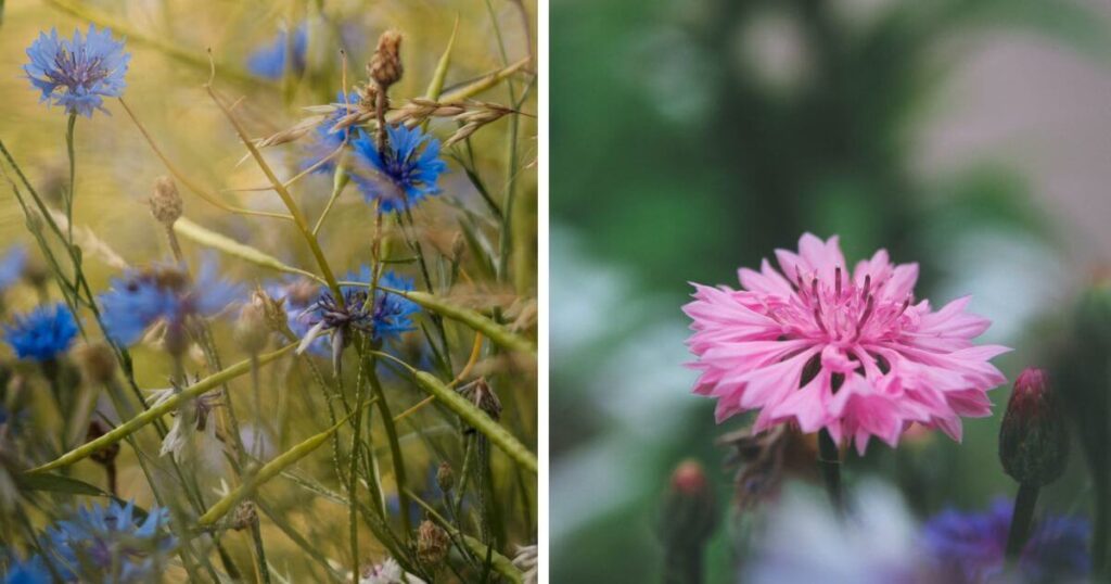 bleuets fleurs pollinisateurs